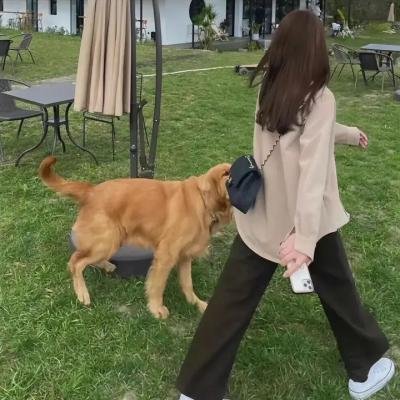 狗不穿裤子
